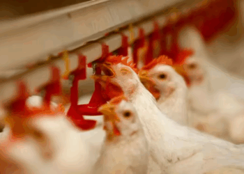 Argentina suspende importaciones de pollo desde Brasil por brote de gripe aviar