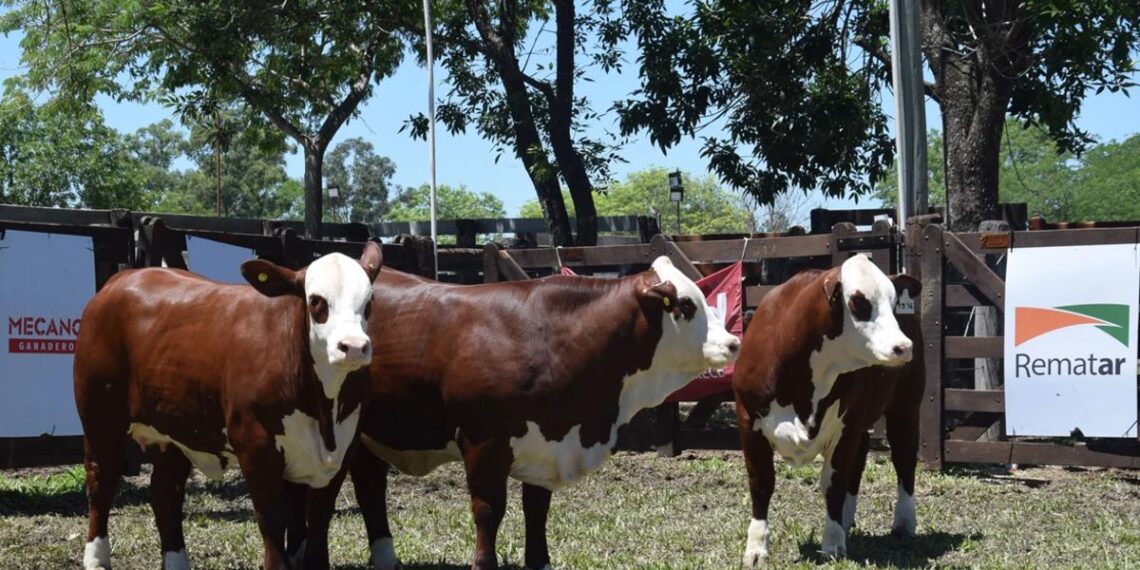 Corrientes vuelve a ser sede de la Exposición Nacional de Razas
