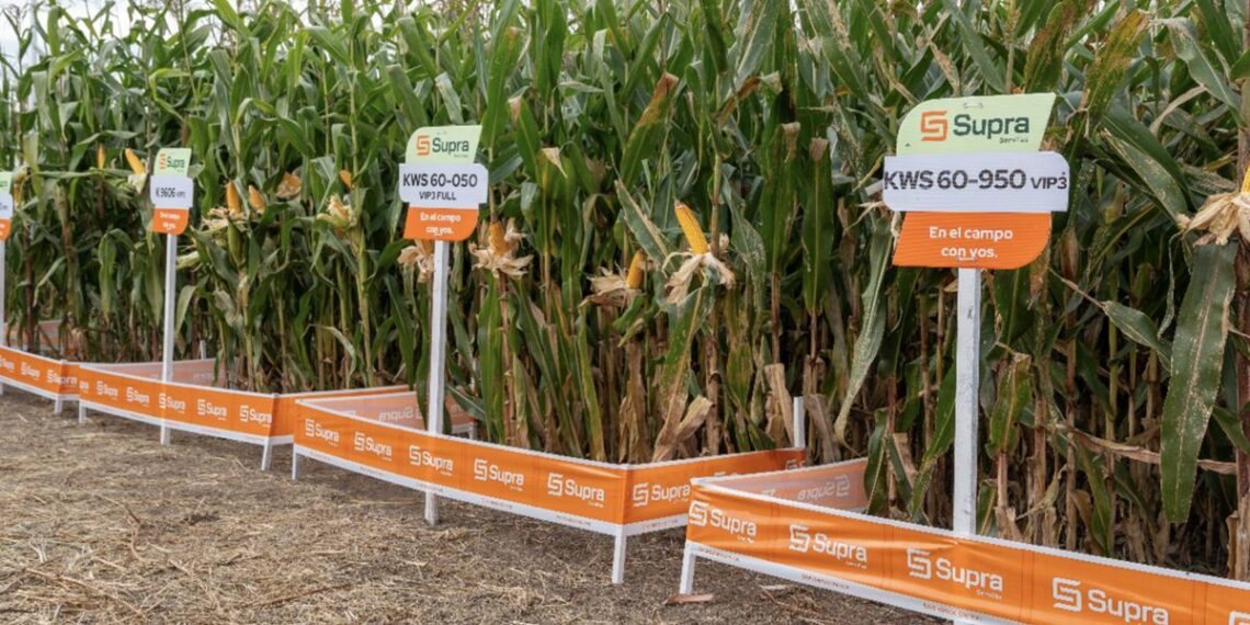 Los híbridos para silo Supra Semillas portan un “triple impacto”