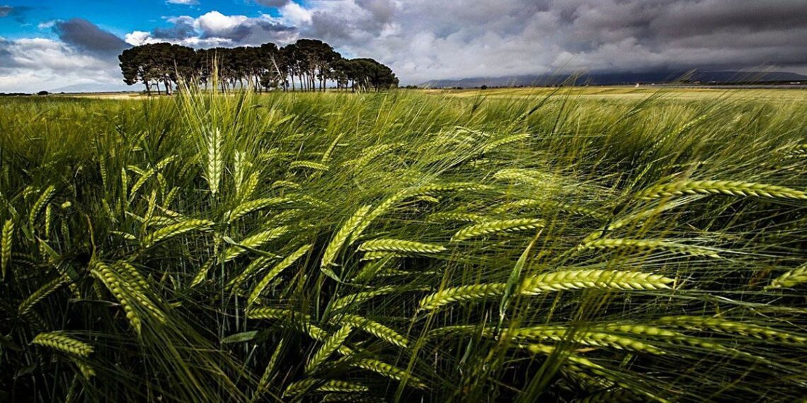 Invierno con lluvias escasas y temperaturas elevadas en el campo