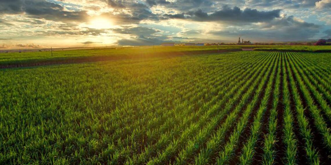 ADAMA lanza Maxentis® para trigo y cebada: una nueva herramienta para proteger el potencial de los cereales