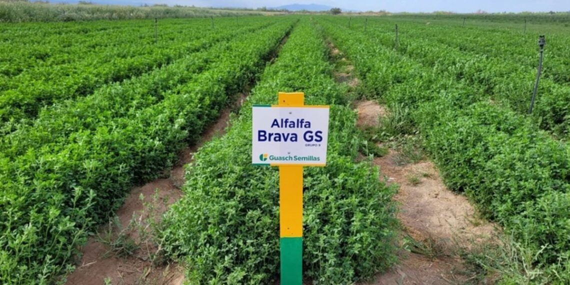 San Juan retoma la exportación de alfalfa con capitales locales y tecnología de punta
