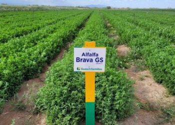 San Juan retoma la exportación de alfalfa con capitales locales y tecnología de punta