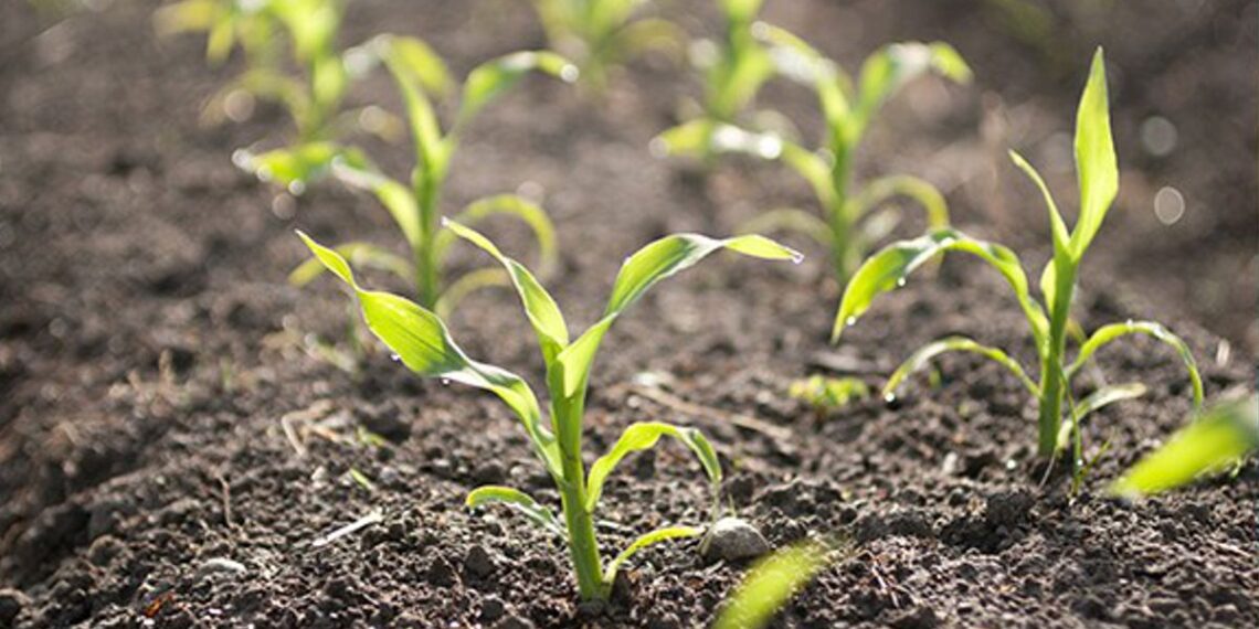 Maíz argentino: Una oportunidad única para crecer con eficiencia y menor huella de carbono