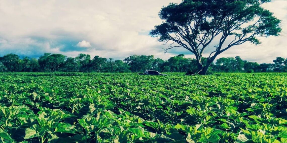 Los productores santafesinos: kilómetro 0 de un campo limpio