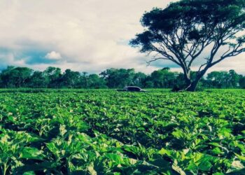 Los productores santafesinos: kilómetro 0 de un campo limpio