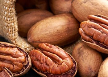 La nuez pecán avanza en Córdoba y se consolida como una opción estratégica para diversificar la producción