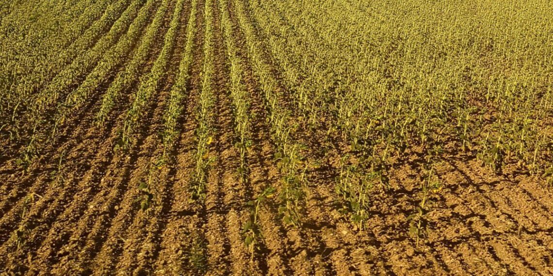 Con buenos rindes en trigo, comienza la siembra de soja y sorgo bajo alta humedad