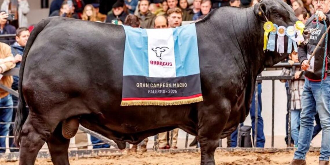 El mejor toro del mundo es argentino y se llama Morocho