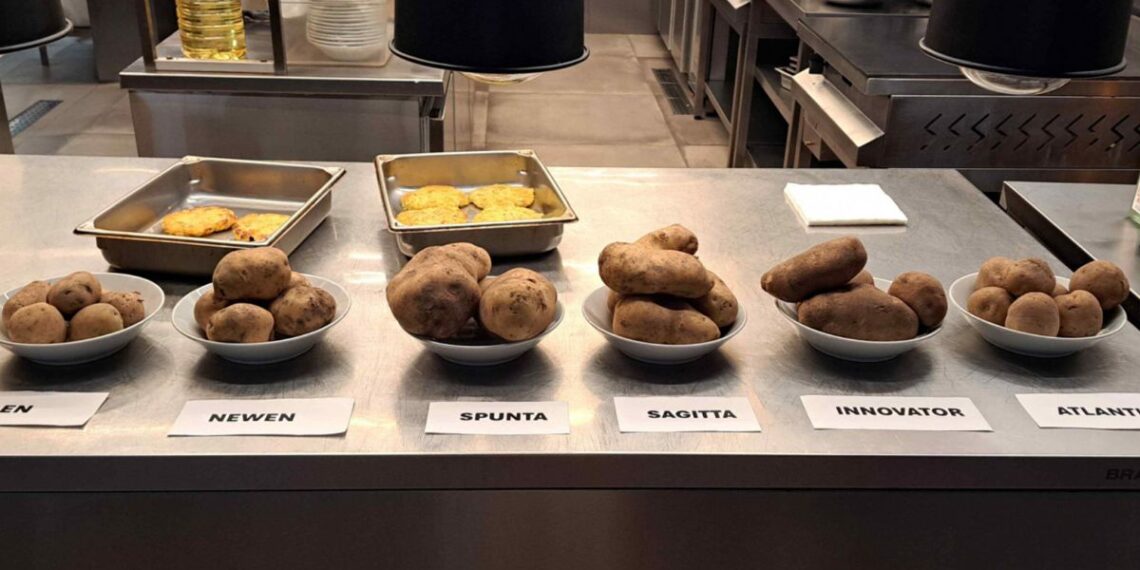 Papa: productores hortícolas, chefs, Universidad y el INTA unidos para comunicar