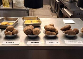 Papa: productores hortícolas, chefs, Universidad y el INTA unidos para comunicar