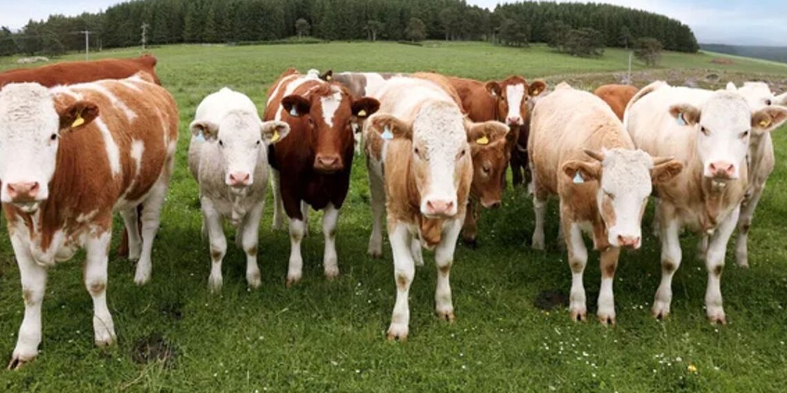 Escocia, Irlanda e Irlanda del Norte: Lanzan el máster internacional en pasturas, ganadería y valor agregado