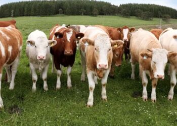 Escocia, Irlanda e Irlanda del Norte: Lanzan el máster internacional en pasturas, ganadería y valor agregado
