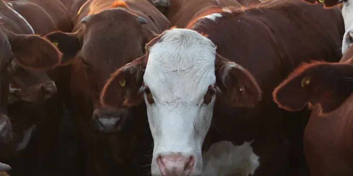 Enero en rojo para la carne vacuna: la faena bajó 11,8% y la producción cedió 10%