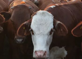Enero en rojo para la carne vacuna: la faena bajó 11,8% y la producción cedió 10%