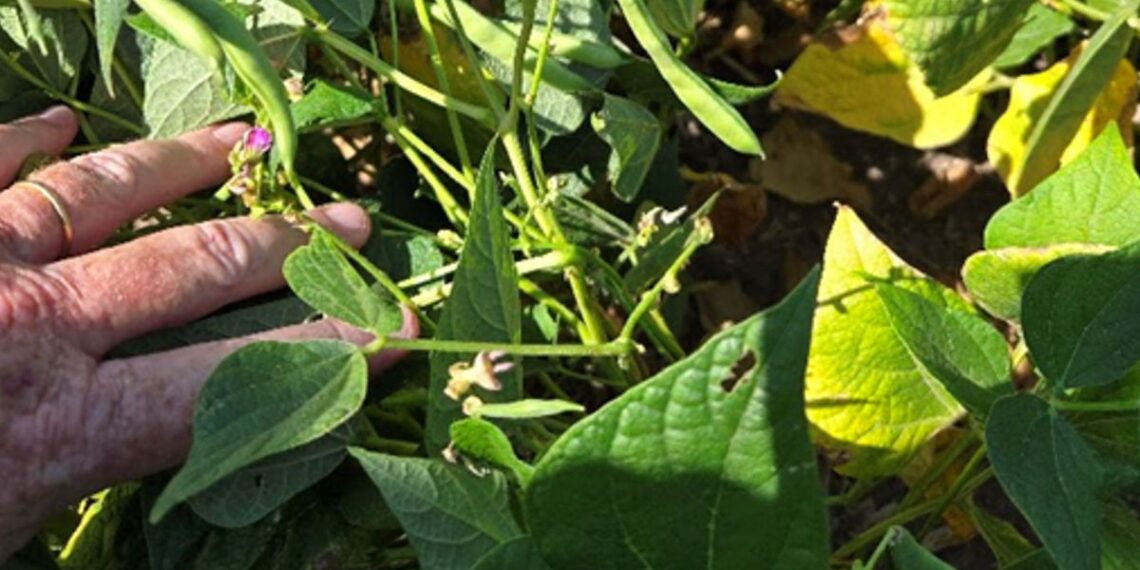 Innovadoras estrategias tecnológicas para potenciar el cultivo de poroto