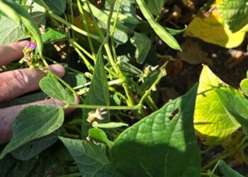 Innovadoras estrategias tecnológicas para potenciar el cultivo de poroto
