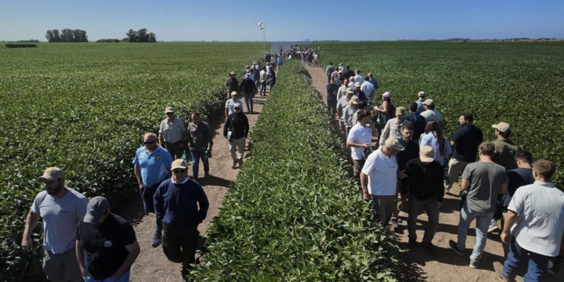 La nueva generación de soja ya está en el campo: lanzamientos 2026 de la marca líder en genética