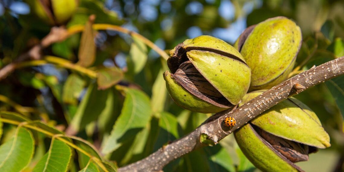 El mercado de la nuez Pecán crece y se expande