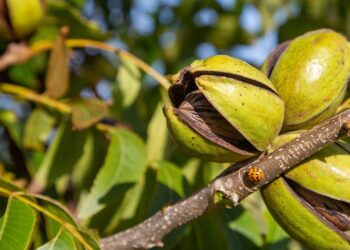 El mercado de la nuez Pecán crece y se expande