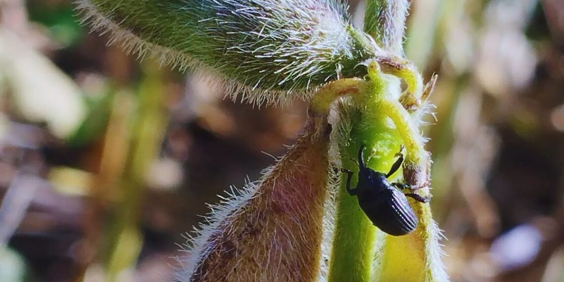 Picudo negro: Confirman el avance del insecto en cultivos de soja