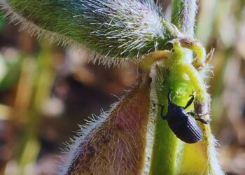 Picudo negro: Confirman el avance del insecto en cultivos de soja
