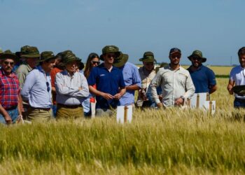 Trigo 2026: un portfolio estratégico y las mejores opciones de genética para arrancar la campaña con mayor potencial