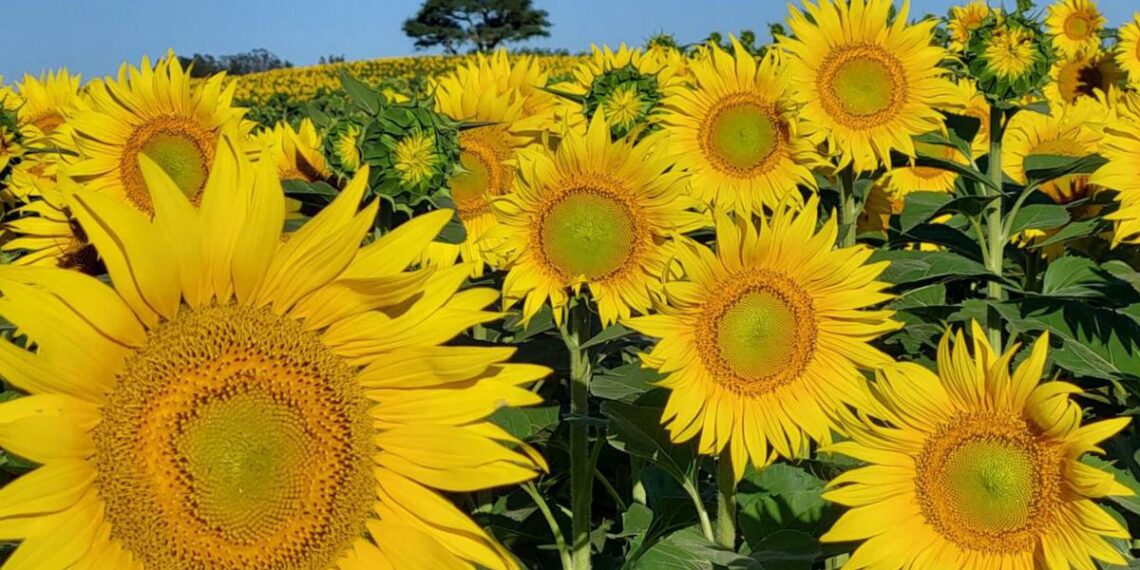 Boom del girasol: genética y estabilidad, claves para aprovechar el nuevo ciclo del cultivo