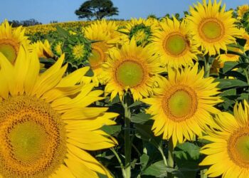 Boom del girasol: genética y estabilidad, claves para aprovechar el nuevo ciclo del cultivo