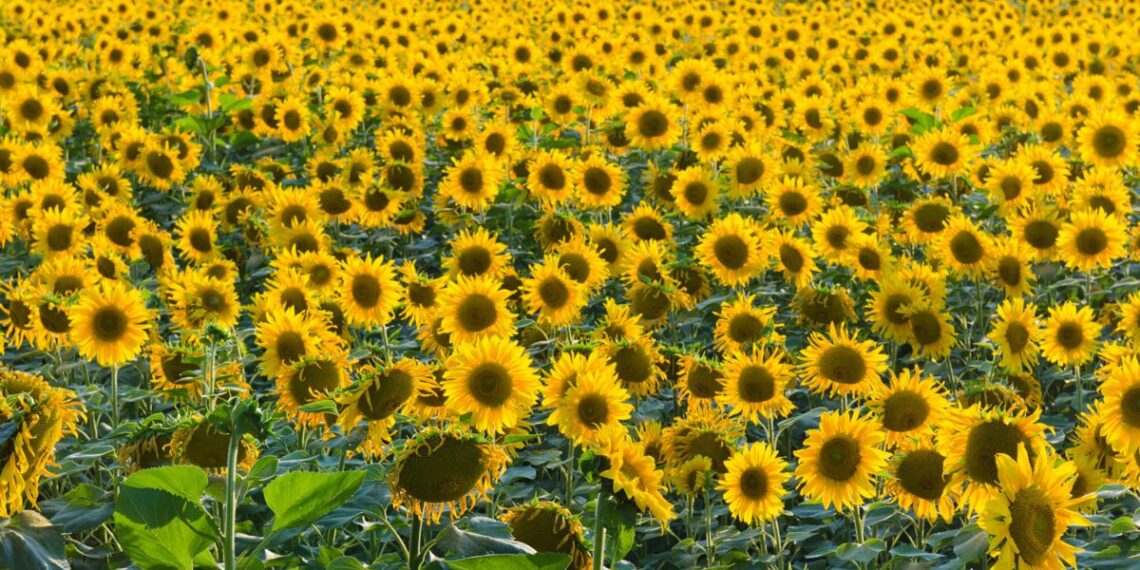 Lluvias intensas frenaron cosecha de soja y girasol