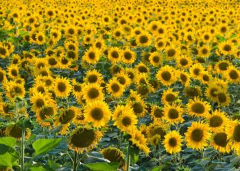 Lluvias intensas frenaron cosecha de soja y girasol