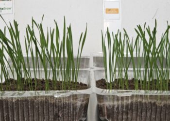 Cosecha récord de trigo: el desafío ahora es la calidad de la semilla