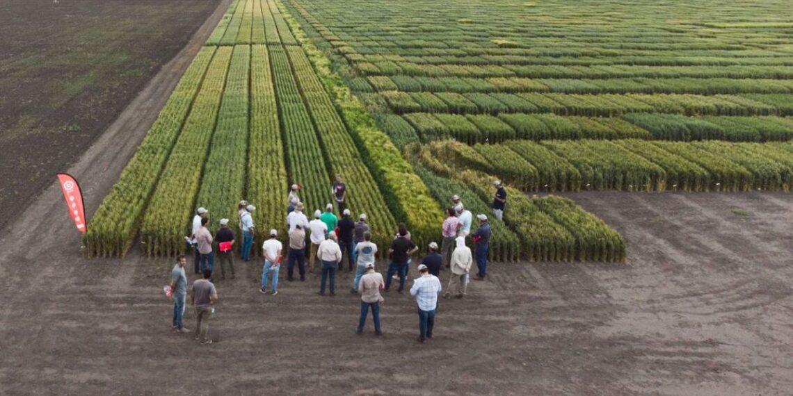 Trigo en agenda: genética y adaptación, ejes del nuevo escenario delcultivo