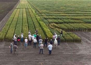 Trigo en agenda: genética y adaptación, ejes del nuevo escenario delcultivo