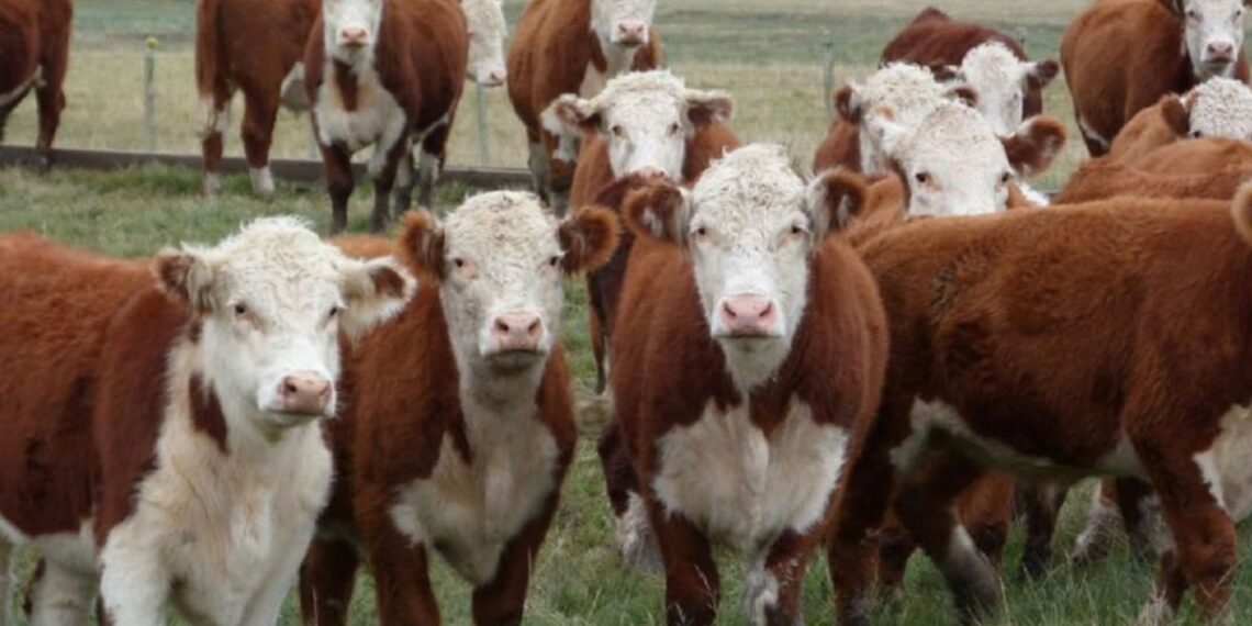 La carne argentina enfrenta una carrera contrarreloj para cumplir con las nuevas exigencias ambientales de Europa