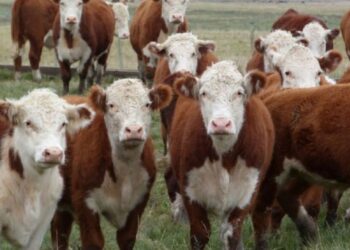 La carne argentina enfrenta una carrera contrarreloj para cumplir con las nuevas exigencias ambientales de Europa