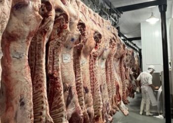 Las exportaciones de carne a EE.UU. tuvieron una fuerte suba y afirman que se generará un “círculo virtuoso”