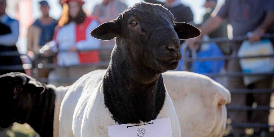 AgroActiva ganadera: genética de punta, remates de elite y expectativas récord