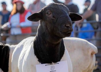 AgroActiva ganadera: genética de punta, remates de elite y expectativas récord