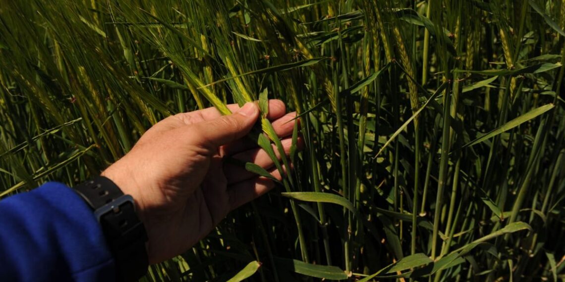 El trigo argentino entra en una nueva etapa: la diferencia está en cómo producimos