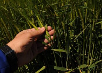 El trigo argentino entra en una nueva etapa: la diferencia está en cómo producimos