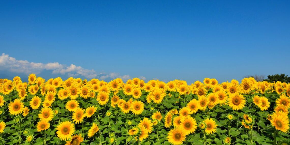 Récord histórico para el girasol: finalizó la cosecha con 6,6 millones de toneladas