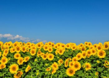 Récord histórico para el girasol: finalizó la cosecha con 6,6 millones de toneladas