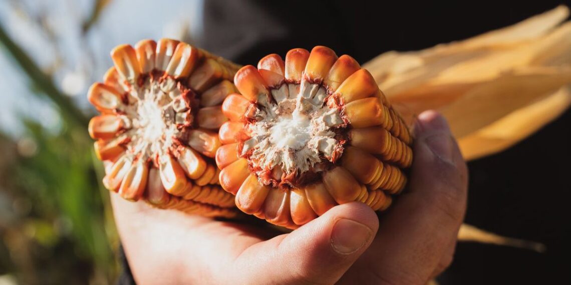 Agronomía, la base para tomar decisiones integrales en maíz