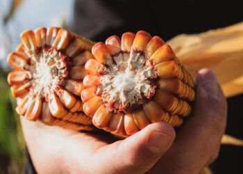 Agronomía, la base para tomar decisiones integrales en maíz