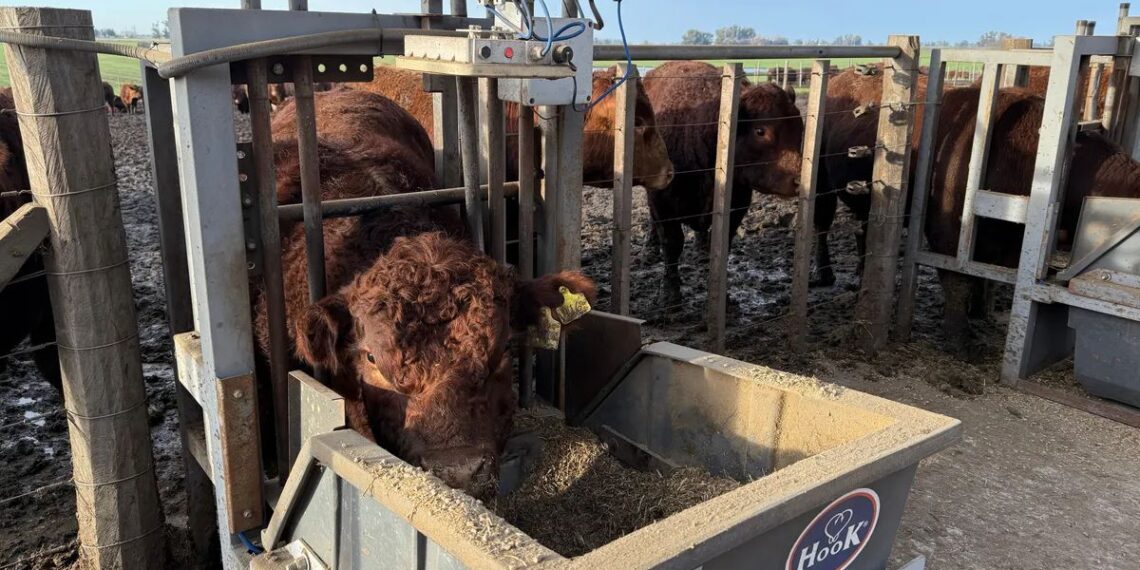 Presentan un modelo ganadero para producir más carne con mayor eficiencia