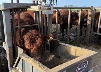 Presentan un modelo ganadero para producir más carne con mayor eficiencia