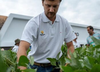 Impulso al trigo con variedades de ciclo corto y nuevas tecnologías