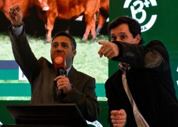 Argentina Ganadera en Palermo: Colombo y Magliano subastó más de 35.000 cabezas en una jornada histórica