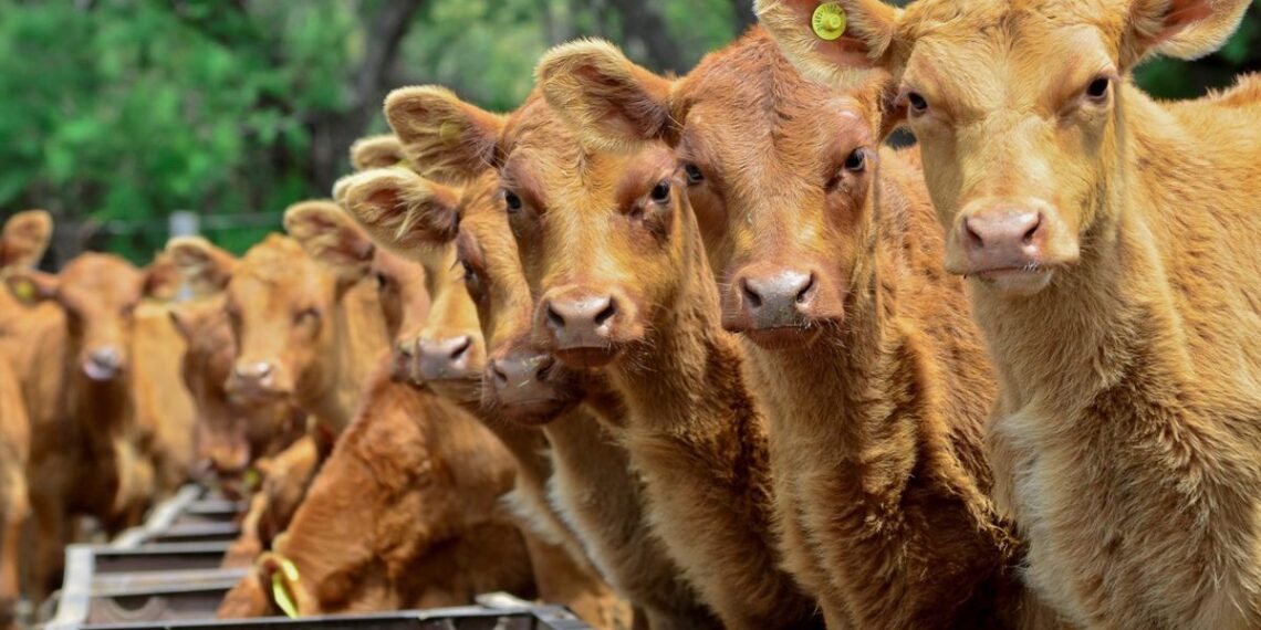 Forrajes de baja calidad: la suplementación estratégica como herramienta para sostener la cría en el norte argentino